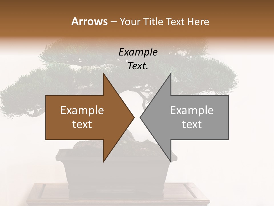 Bonsai Conifer Release PowerPoint Template