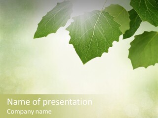 Beautiful Texture Ancient PowerPoint Template