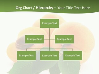 Season Plant Orange PowerPoint Template