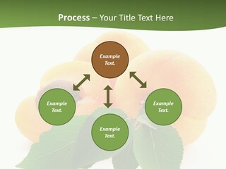 Season Plant Orange PowerPoint Template