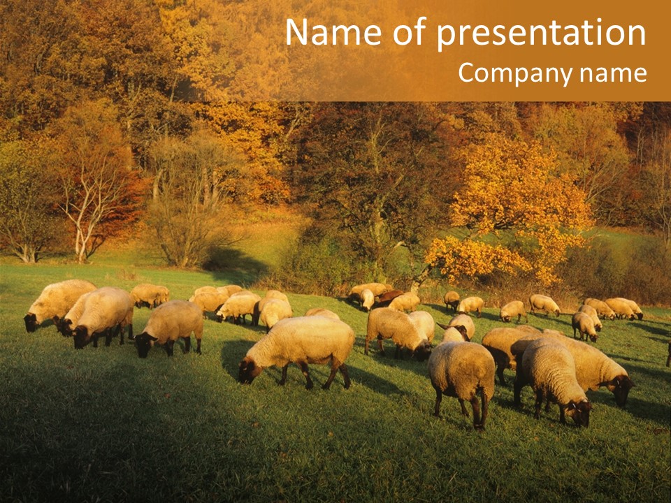 Tree Sheep Farm PowerPoint Template