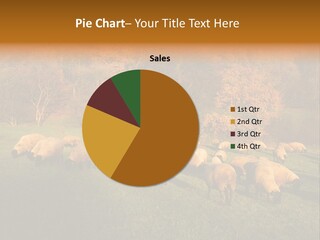 Tree Sheep Farm PowerPoint Template