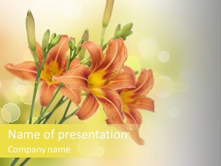 Template Lilly Passion PowerPoint Template