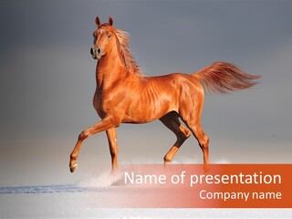 Arab Equestrian Horse PowerPoint Template