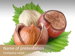 Tree Walnut Object PowerPoint Template