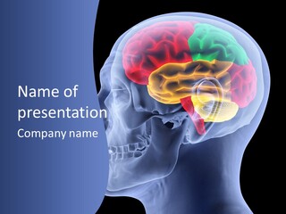 Stem Lobe Cerebral PowerPoint Template