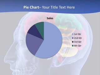 Stem Lobe Cerebral PowerPoint Template