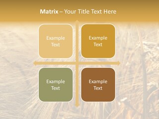 Food Summer Cornfield PowerPoint Template