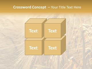 Food Summer Cornfield PowerPoint Template