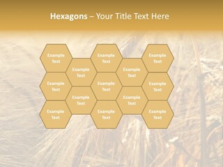 Food Summer Cornfield PowerPoint Template