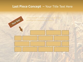 Food Summer Cornfield PowerPoint Template