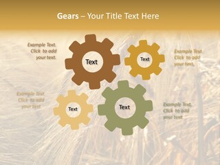 Food Summer Cornfield PowerPoint Template