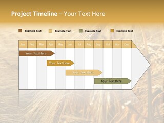 Food Summer Cornfield PowerPoint Template
