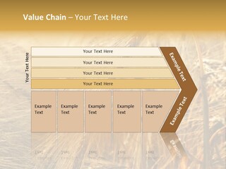 Food Summer Cornfield PowerPoint Template