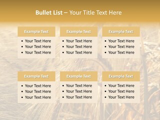 Food Summer Cornfield PowerPoint Template