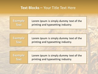 Food Summer Cornfield PowerPoint Template