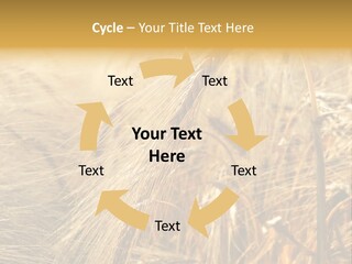 Food Summer Cornfield PowerPoint Template