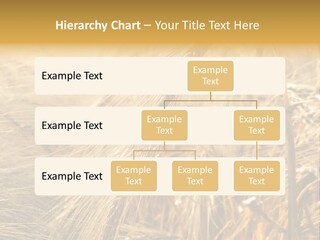 Food Summer Cornfield PowerPoint Template