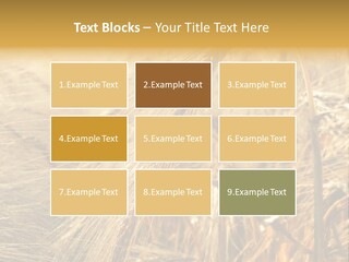 Food Summer Cornfield PowerPoint Template