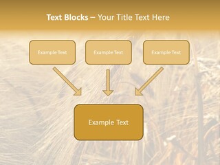 Food Summer Cornfield PowerPoint Template