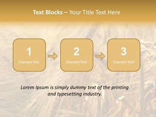 Food Summer Cornfield PowerPoint Template