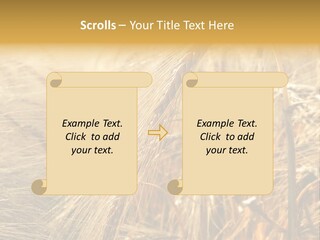 Food Summer Cornfield PowerPoint Template