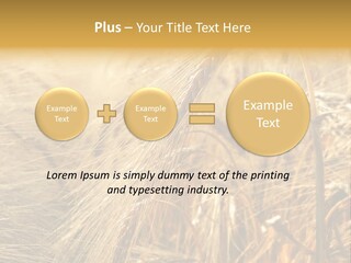 Food Summer Cornfield PowerPoint Template