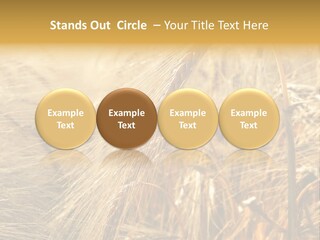 Food Summer Cornfield PowerPoint Template