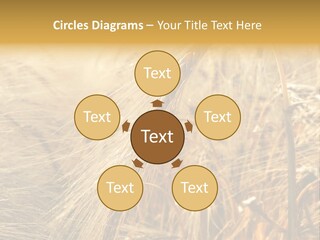 Food Summer Cornfield PowerPoint Template