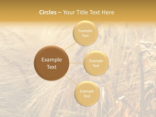 Food Summer Cornfield PowerPoint Template