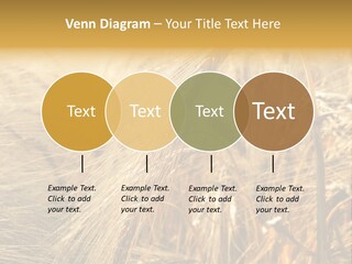 Food Summer Cornfield PowerPoint Template