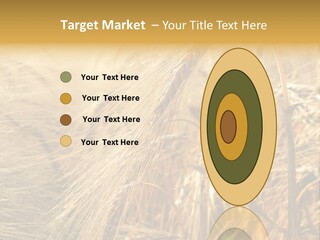 Food Summer Cornfield PowerPoint Template