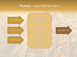 Food Summer Cornfield PowerPoint Template