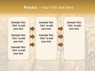 Food Summer Cornfield PowerPoint Template