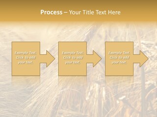 Food Summer Cornfield PowerPoint Template