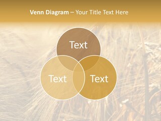 Food Summer Cornfield PowerPoint Template