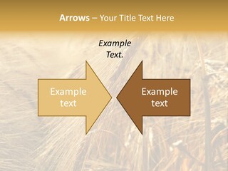 Food Summer Cornfield PowerPoint Template