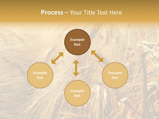 Food Summer Cornfield PowerPoint Template