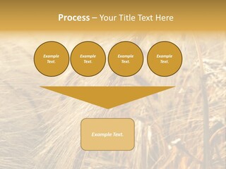 Food Summer Cornfield PowerPoint Template