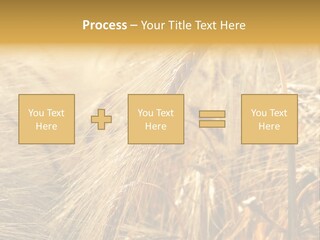 Food Summer Cornfield PowerPoint Template