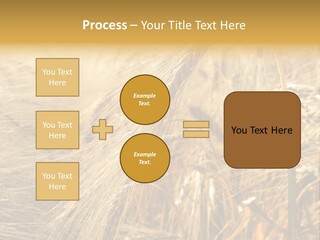 Food Summer Cornfield PowerPoint Template