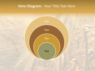 Food Summer Cornfield PowerPoint Template