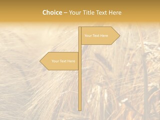 Food Summer Cornfield PowerPoint Template