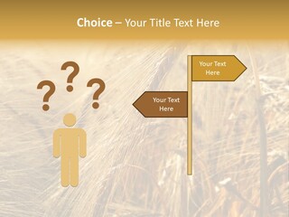 Food Summer Cornfield PowerPoint Template