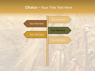 Food Summer Cornfield PowerPoint Template