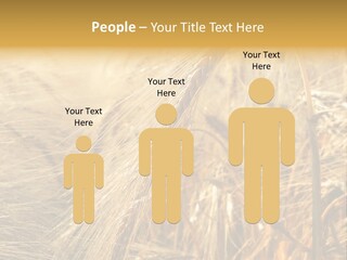 Food Summer Cornfield PowerPoint Template