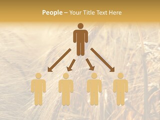 Food Summer Cornfield PowerPoint Template