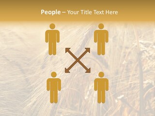 Food Summer Cornfield PowerPoint Template