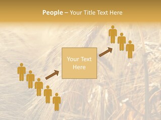 Food Summer Cornfield PowerPoint Template