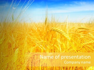 Field Barley Wheat PowerPoint Template